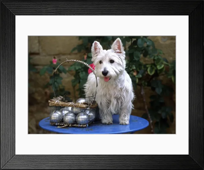 Framed Print : West Highland Terrier FRR 138E On table with boules set © Frederic Rolland / ardea. com Framed Print : West Highland Terrier FRR 138E On table with boules set © Frederic Rolland / ardea. com