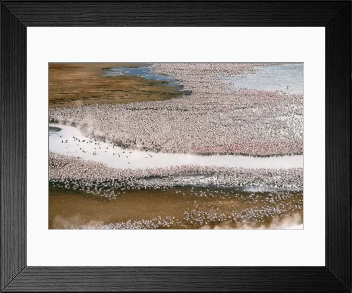 Framed Print : Lesser Flamingo - flock - Lake Bogoria, Rift Valley, Kenya, Africa Framed Print : Lesser Flamingo - flock - Lake Bogoria, Rift Valley, Kenya, Africa