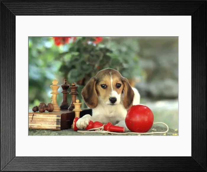 Framed Print : Beagle Puppy FRR 149E With chess set and red ball toy © Frederic Rolland / ardea. com Framed Print : Beagle Puppy FRR 149E With chess set and red ball toy © Frederic Rolland / ardea. com