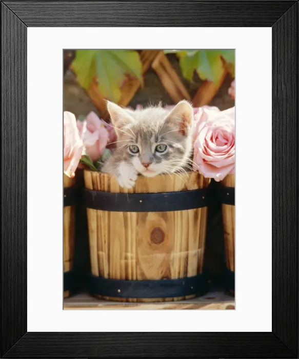 Framed Print : Cat FRR 41E Kitten in barrel with roses © Frederic Rolland / ardea. com Framed Print : Cat FRR 41E Kitten in barrel with roses © Frederic Rolland / ardea. com