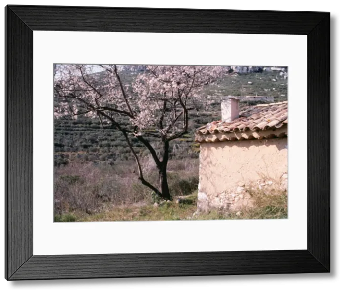 Framed Print : France, Provance FRR 321 Tree with blossom by rustic building © Frederic Rolland ARDEA LONDON