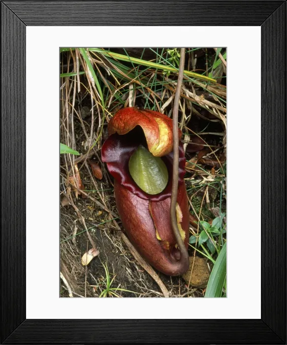 Framed Print : Pitcher Plant - worlds largest carnivorous plant. Endemic to Mount Kinabalu. Borneo Framed Print : Pitcher Plant - worlds largest carnivorous plant. Endemic to Mount Kinabalu. Borneo