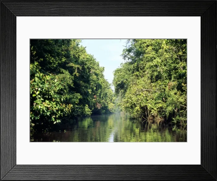 Framed Print : Borneo - rainforest Tributary of Kinabatangan river Framed Print : Borneo - rainforest Tributary of Kinabatangan river