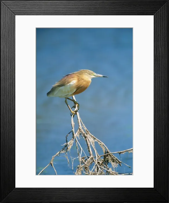 Framed Print : Squacco Heron GET 123 Ardeola ralloides © Geoff Trinder / ardea. com Framed Print : Squacco Heron GET 123 Ardeola ralloides © Geoff Trinder / ardea. com