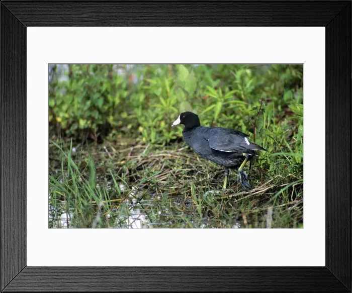 Framed Print : American Coot - florida Framed Print : American Coot - florida