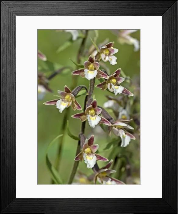 Framed Print : Marsh Helleborine - close up of flowers - Lincolnshire - UK Framed Print : Marsh Helleborine - close up of flowers - Lincolnshire - UK