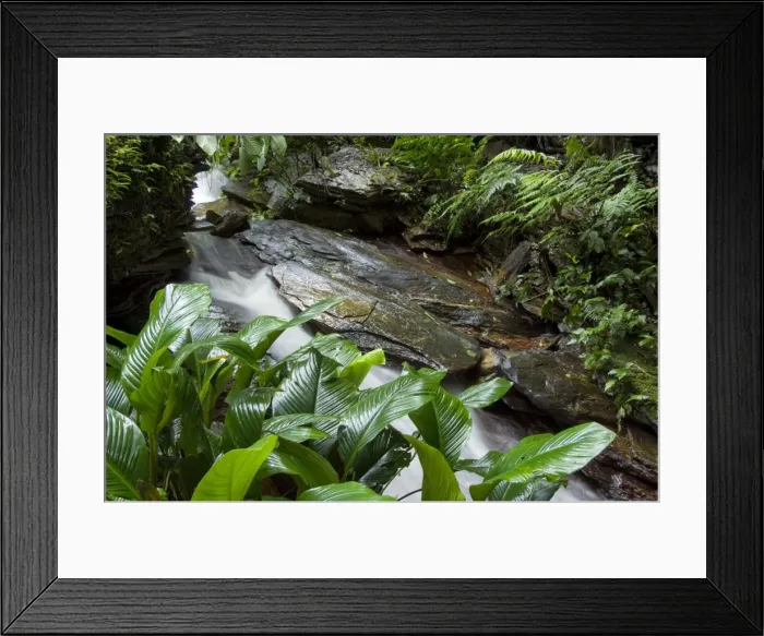 Framed Print : Stream with tropical vegetation - Asa Wright Centre - Trinidad Framed Print : Stream with tropical vegetation - Asa Wright Centre - Trinidad