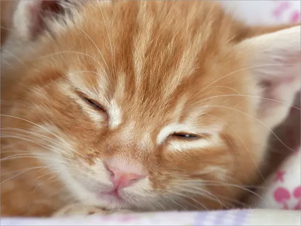 Cat - Ginger Tabby kitten sleeping
