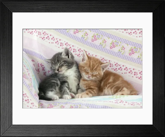 Framed Print : Cat - Ginger and Grey Tabby kittens sleeping Framed Print : Cat - Ginger and Grey Tabby kittens sleeping