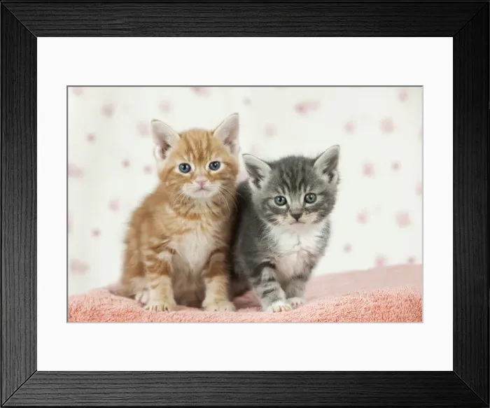 Framed Print : Cat - Ginger and Grey Tabby kittens Framed Print : Cat - Ginger and Grey Tabby kittens