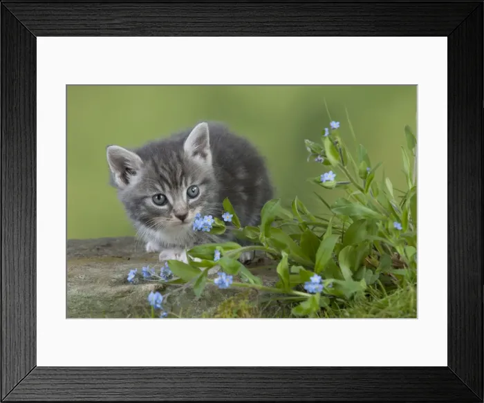 Framed Print : Cat - Grey Tabby kitten in flowers Framed Print : Cat - Grey Tabby kitten in flowers