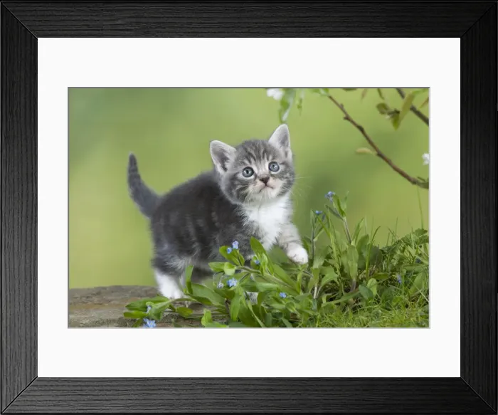 Framed Print : Cat - Grey Tabby kitten in flowers