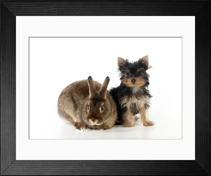 Framed Print : DOG & RABBIT - Yorkshire terrier puppy sitting with mini castor satin Framed Print : DOG & RABBIT - Yorkshire terrier puppy sitting with mini castor satin