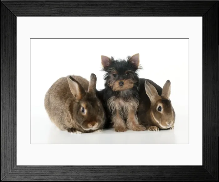 Framed Print : DOG & RABBIT - Yorkshire terrier puppy sitting between mini castor rabbits Framed Print : DOG & RABBIT - Yorkshire terrier puppy sitting between mini castor rabbits