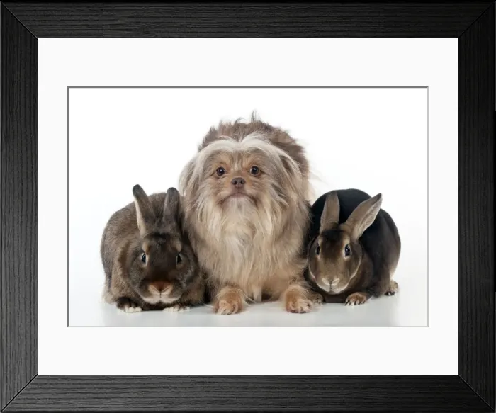 Framed Print : DOG & RABBIT - Griffon X sitting between mini castor rabbits Framed Print : DOG & RABBIT - Griffon X sitting between mini castor rabbits