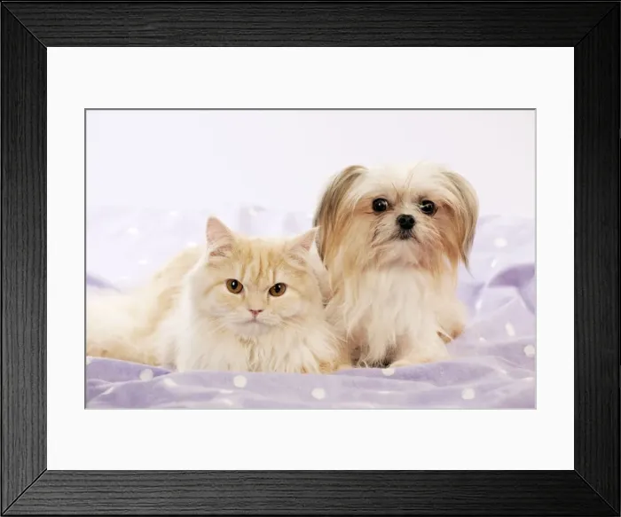 Framed Print : DOG & CAT - Cross breed dog laying next to ginger cat Digital Manipulation: added background colour Framed Print : DOG & CAT - Cross breed dog laying next to ginger cat Digital Manipulation: added background colour