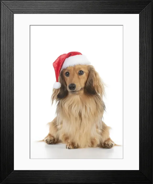 Framed Print : DOG - Miniature long haired dachshund wearing christmas hat sitting Digital Manipulation: taken from an image of two dogs Framed Print : DOG - Miniature long haired dachshund wearing christmas hat sitting Digital Manipulation: taken from an image of two dogs