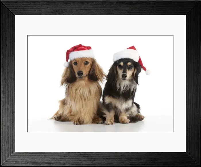 Framed Print : DOG - Miniature long haired dachshunds wearing christmas hats sitting together Framed Print : DOG - Miniature long haired dachshunds wearing christmas hats sitting together