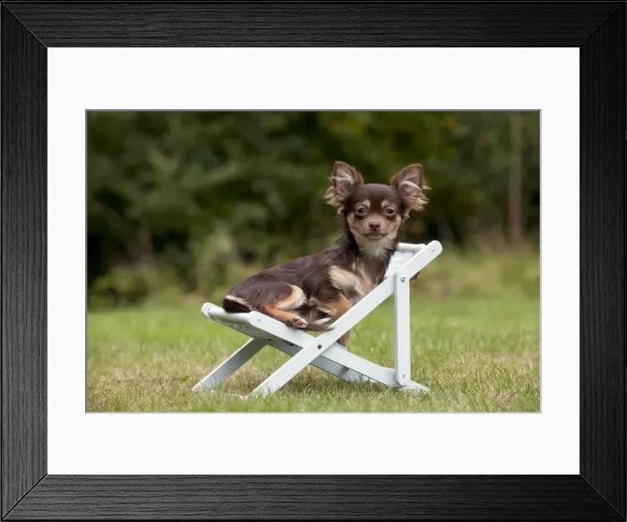 Framed Print : DOG - Chihuahua sitting on deck chair Framed Print : DOG - Chihuahua sitting on deck chair