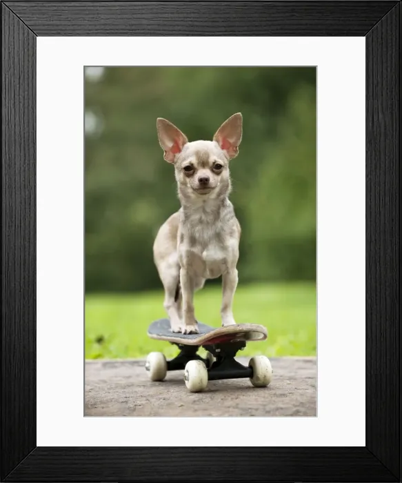 Framed Print : DOG - Chihuahua on skateboard Framed Print : DOG - Chihuahua on skateboard