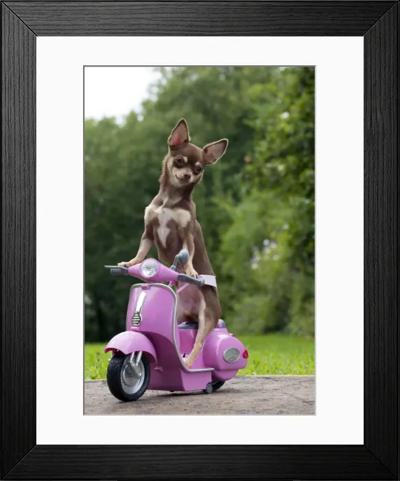 Framed Print : DOG - Chihuahua on scooter Framed Print : DOG - Chihuahua on scooter