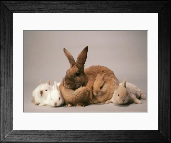 Framed Print : Sussex Gold  /  Sussex Cream Rabbit JD 2318 © John Daniels  /  ardea. com