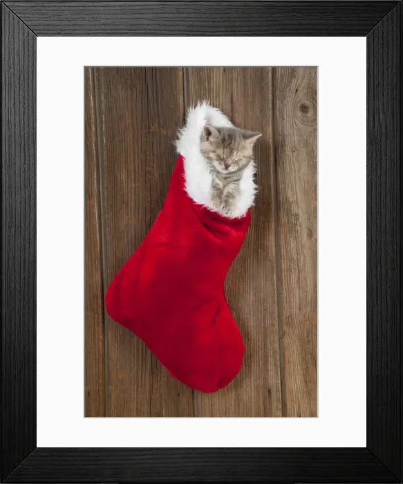 Framed Print : CAT - Kitten (6 weeks) asleep in christmas stocking Framed Print : CAT - Kitten (6 weeks) asleep in christmas stocking
