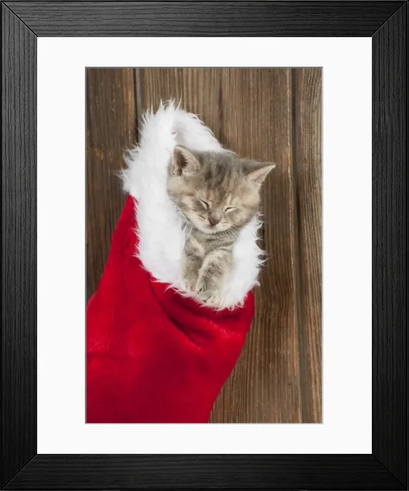Framed Print : CAT - Kitten (6 weeks) asleep in christmas stocking Framed Print : CAT - Kitten (6 weeks) asleep in christmas stocking