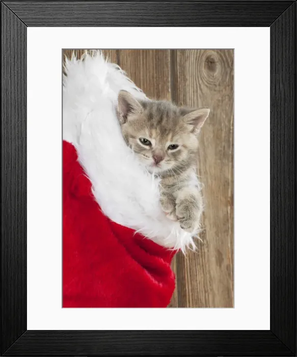 Framed Print : CAT - Kitten (6 weeks) in christmas stocking Framed Print : CAT - Kitten (6 weeks) in christmas stocking