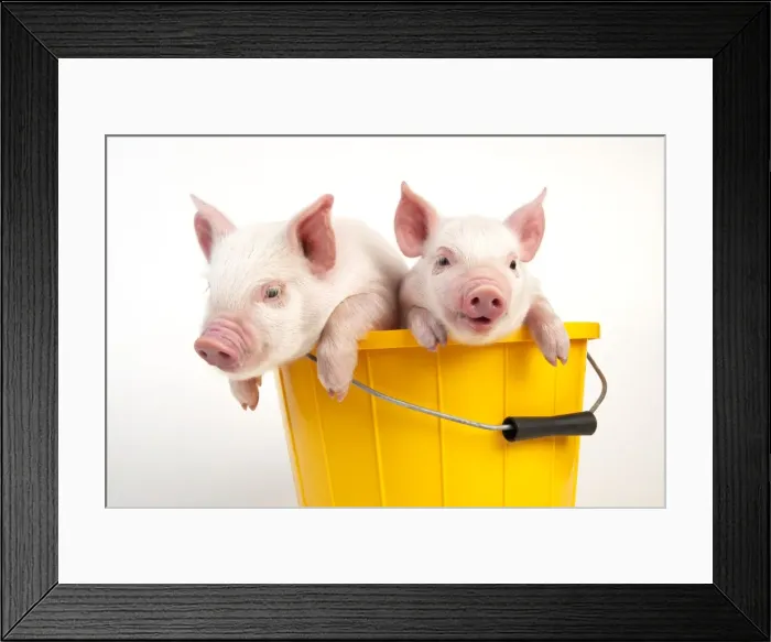 Framed Print : PIG - Piglets sitting in a bucket Framed Print : PIG - Piglets sitting in a bucket