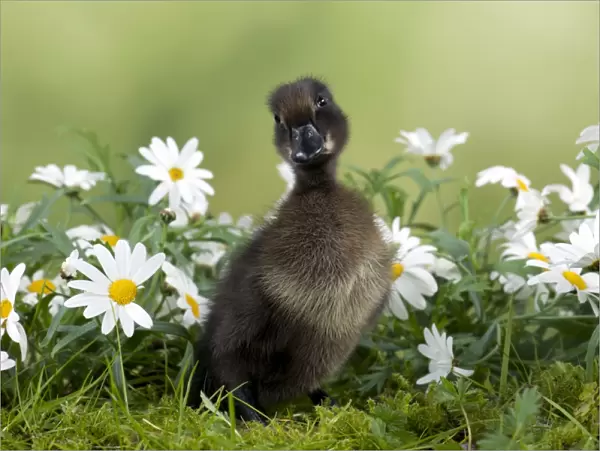DUCK - Cayuga Duck - in flowers