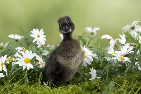 DUCK - Cayuga Duck - in flowers