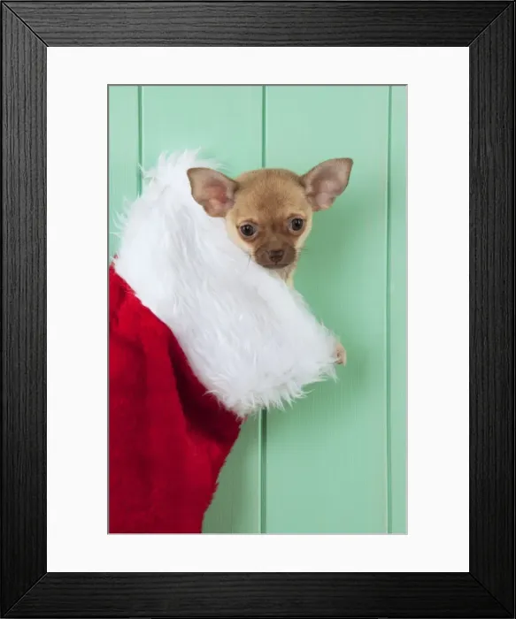 Framed Print : DOG - Chihuahua sitting in christmas stocking Framed Print : DOG - Chihuahua sitting in christmas stocking
