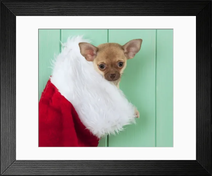 Framed Print : DOG - Chihuahua sitting in christmas stocking Framed Print : DOG - Chihuahua sitting in christmas stocking