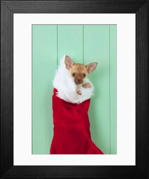 Framed Print : DOG - Chihuahua sitting in christmas stocking Framed Print : DOG - Chihuahua sitting in christmas stocking