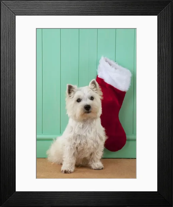 Framed Print : DOG - West highland white terrier sitting in front of christmas stocking