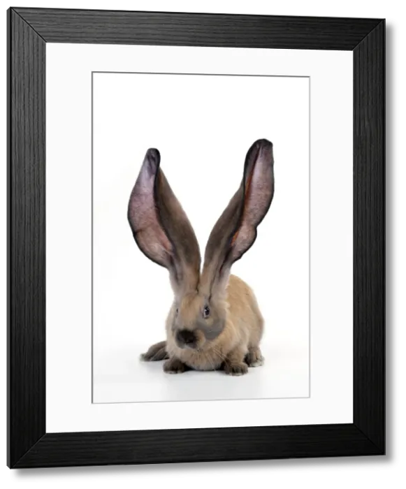 Framed Print : RABBIT - English lop Framed Print : RABBIT - English lop