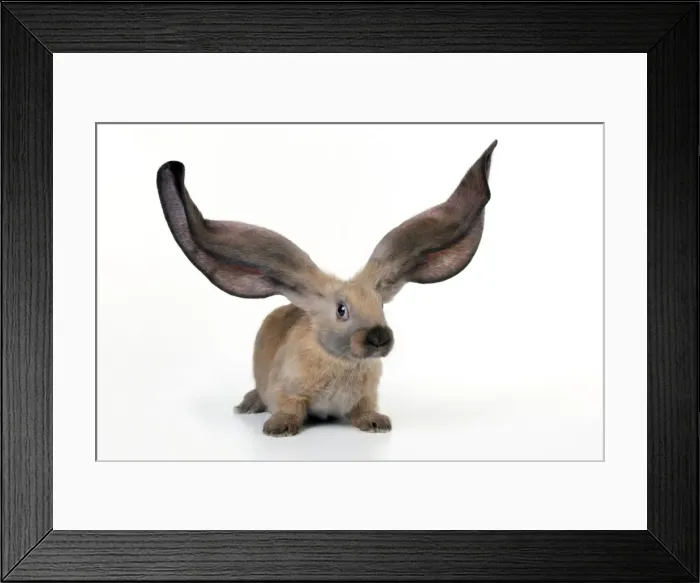 Framed Print : RABBIT - English lop Framed Print : RABBIT - English lop