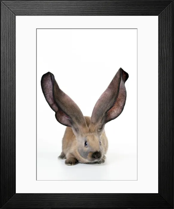 Framed Print : RABBIT - English lop Framed Print : RABBIT - English lop