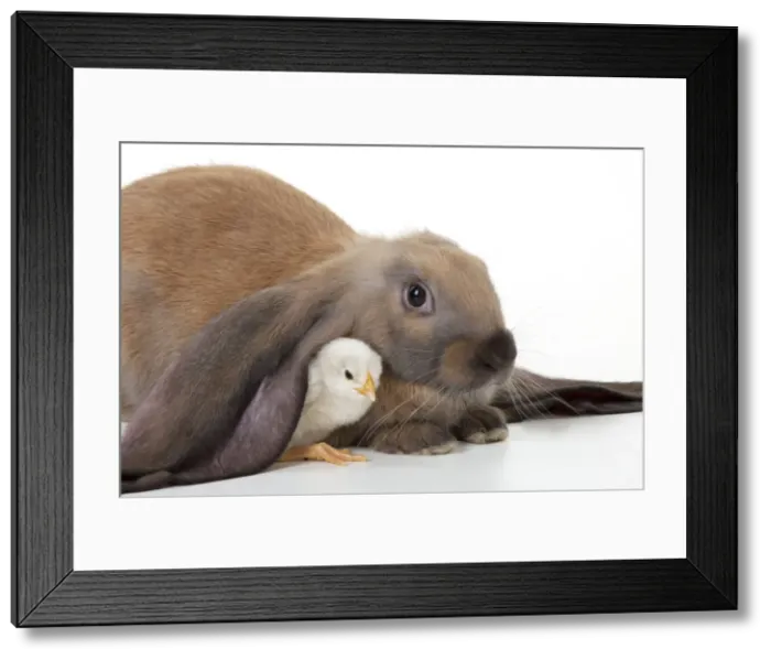 Framed Print : RABBIT - English lop sitting with chick Framed Print : RABBIT - English lop sitting with chick