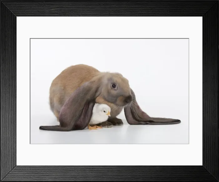 Framed Print : RABBIT - English lop sitting with chick