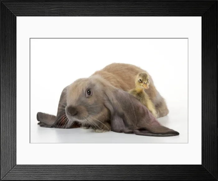 Framed Print : RABBIT - English lop sitting with duckling Framed Print : RABBIT - English lop sitting with duckling