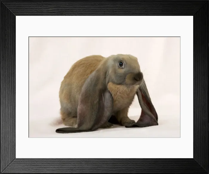 Framed Print : RABBIT - English lop Digital Manipulation: slight background colour change Framed Print : RABBIT - English lop Digital Manipulation: slight background colour change