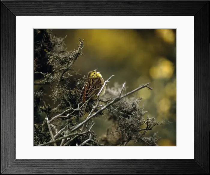 Framed Print : Yellowhammer Framed Print : Yellowhammer