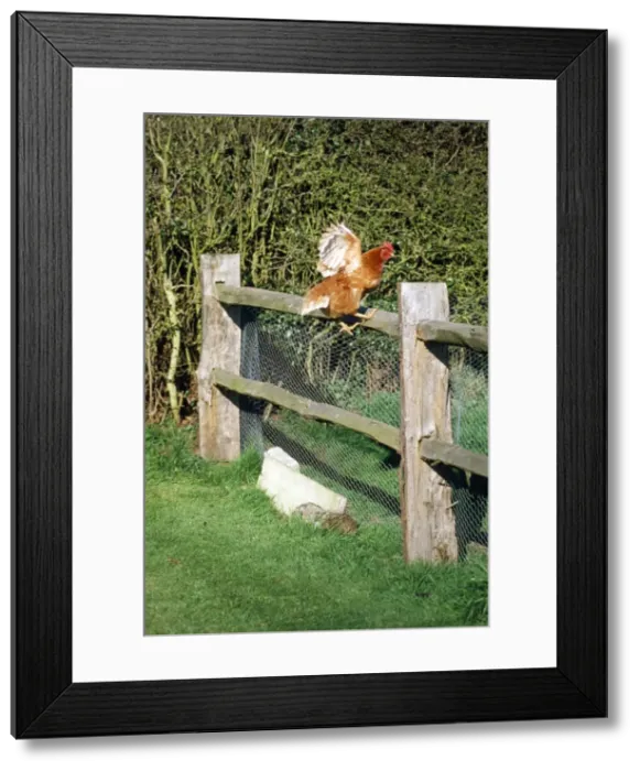Framed Print : Chicken - hen jumping fence Framed Print : Chicken - hen jumping fence