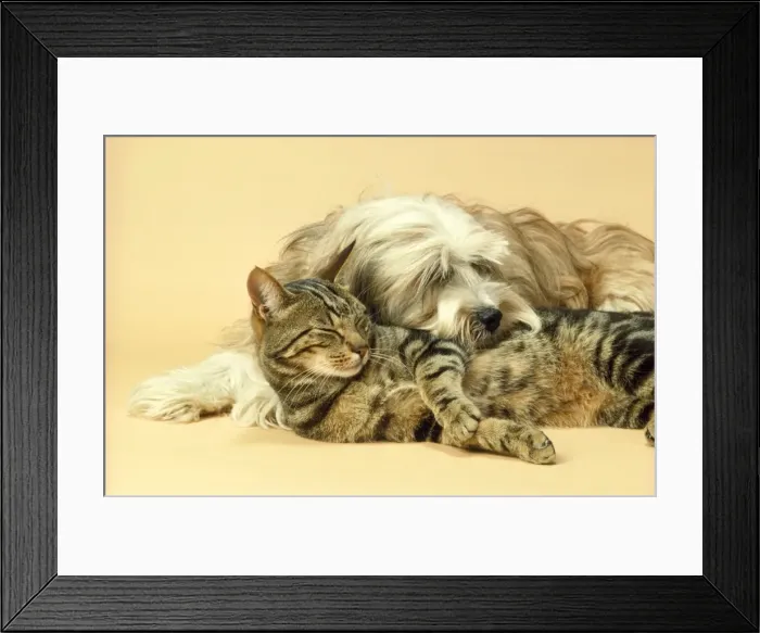 Framed Print : Tibetan Terrier Dog & Tabby Cat Framed Print : Tibetan Terrier Dog & Tabby Cat