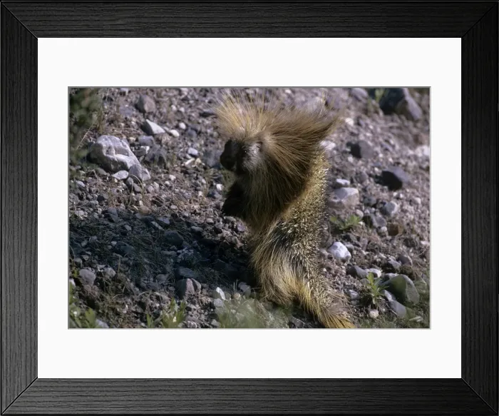 Framed Print : Porcupine. JD-5190. PORCUPINE - CANADA. Erethizon dorsatum. John Daniels. Framed Print : Porcupine. JD-5190. PORCUPINE - CANADA. Erethizon dorsatum. John Daniels.