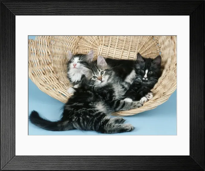 Framed Print : Norwegian Forest Cat JD 5777 © John Daniels / ardea. com Framed Print : Norwegian Forest Cat JD 5777 © John Daniels / ardea. com