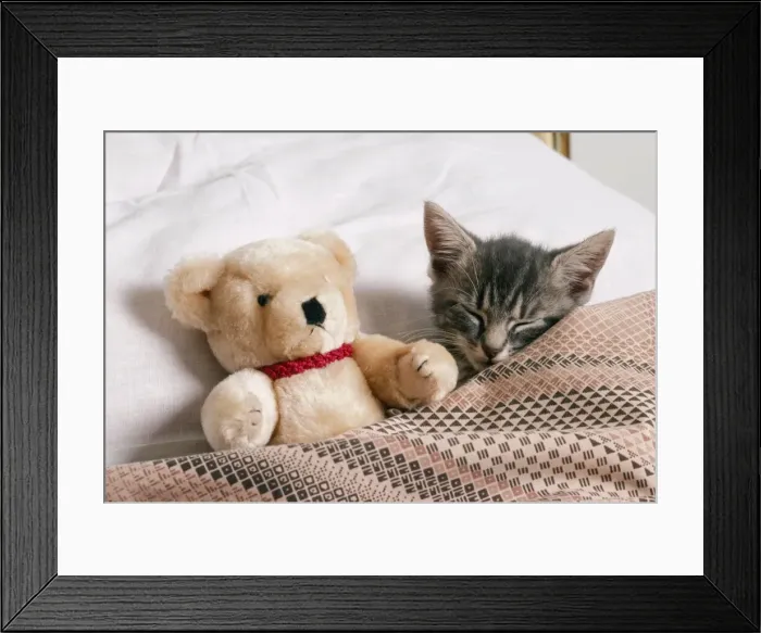 Framed Print : Cat JD 6048 Kitten in bed © John Daniels / ardea. com Framed Print : Cat JD 6048 Kitten in bed © John Daniels / ardea. com
