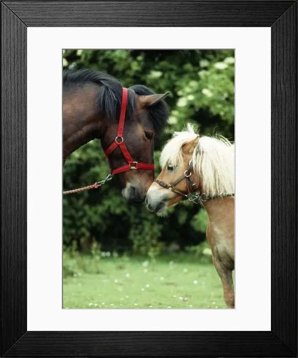 Framed Print : Horse JD 6287 Ponies touching noses © John Daniels / ardea. com Framed Print : Horse JD 6287 Ponies touching noses © John Daniels / ardea. com